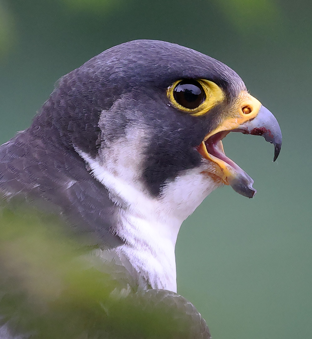 Peregrine